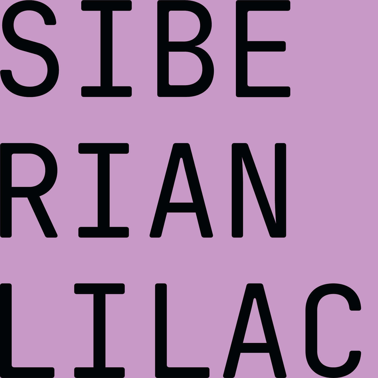 SIBERIAN LILAC